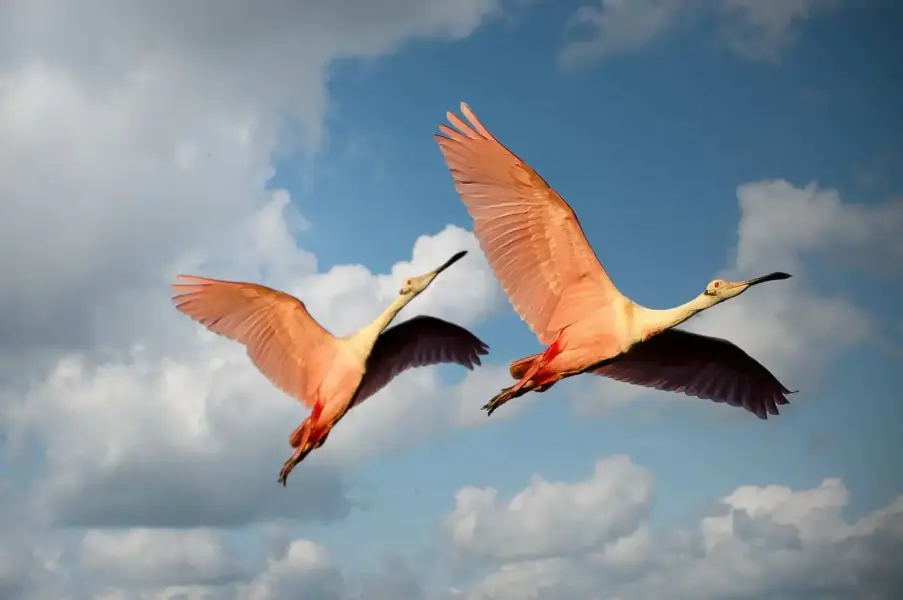 animals-1835649_1920 animals-1835649_1920
