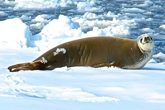 Antarctic Adventure and Cruise Gay Group Trip Antarctic Adventure and Cruise Gay Group Trip
