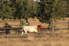 Ομαδικό ταξίδι στο Colorado Ranch Ομαδικό ταξίδι στο Colorado Ranch