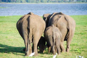 elephant-4037433-1280-2.jpg elephant-4037433-1280-2.jpg