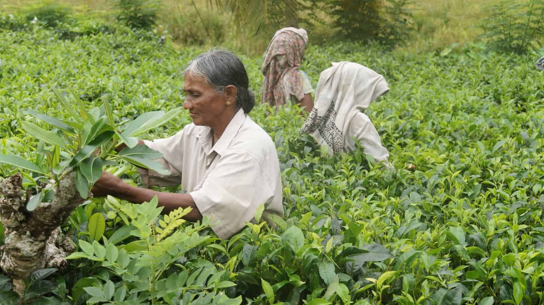 سريلانكا-مزرعة-الشاي-1.jpg