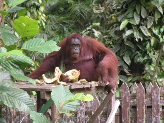 borneo-2554891-1920-1.jpg borneo-2554891-1920-1.jpg