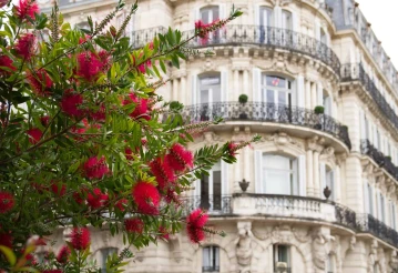 montpellier, shrub, callistemon