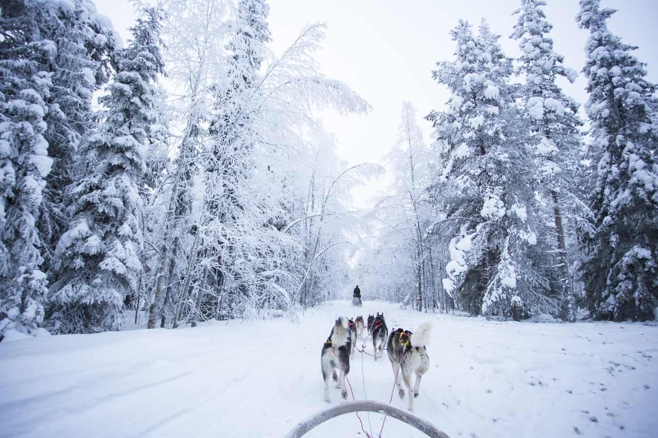 Rovaniemi Gay Saunas