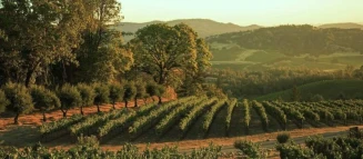 Napa