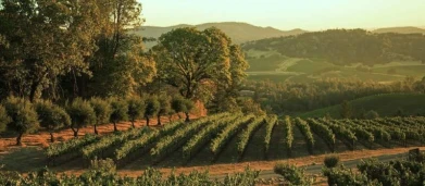 Napa