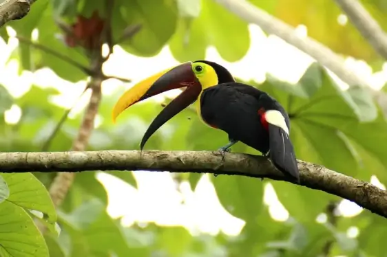Gay Costa Rica