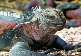 marine, iguana, galapagos