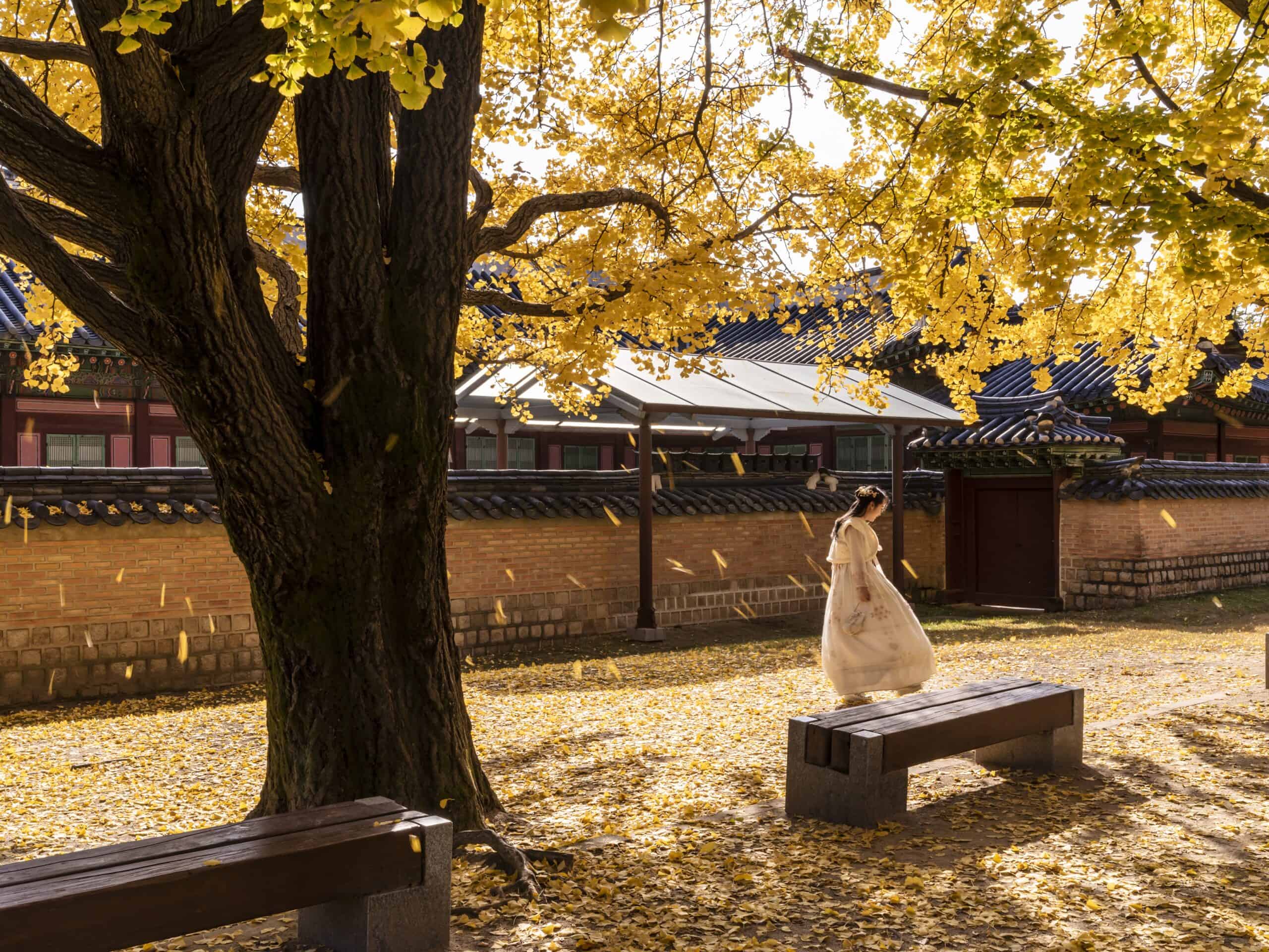 palais gyeongbok, femme, automne
