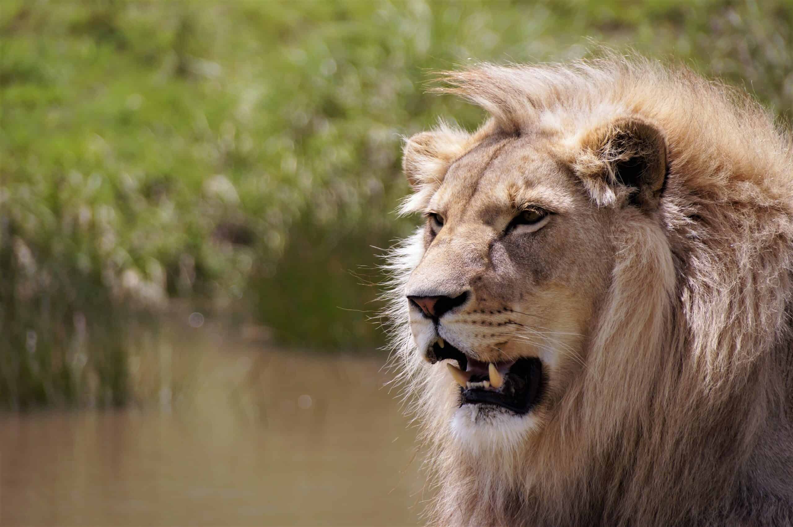 Gay Johannesburg · Lüks Oteller