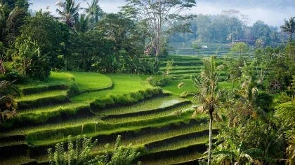 bali-rice-fields1 Top 10 things to do and see in Bali