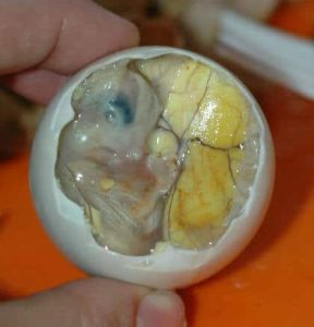 Balut1