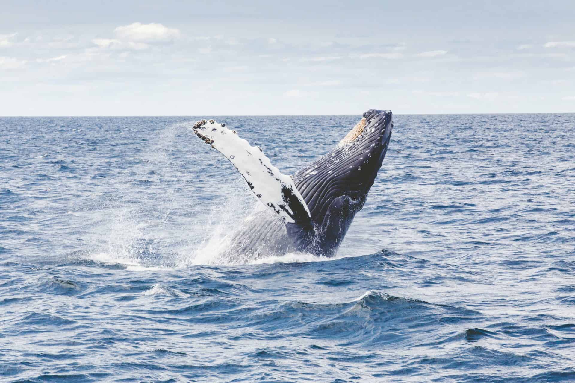 צפייה בלווייתנים בפרובינסטאון