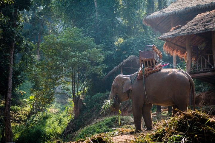 jazda na słoniach w pobliżu Chiang Mai