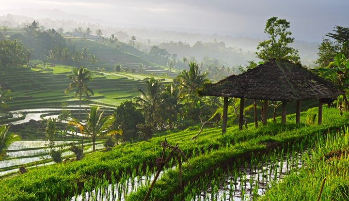 चावल-धान-क्षेत्र में बाली