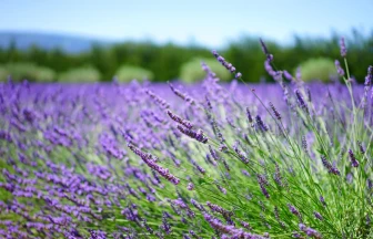 Gay Group Trip: Provence And Burgundy River Cruise