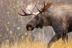 Moose Safari Rovaniemi