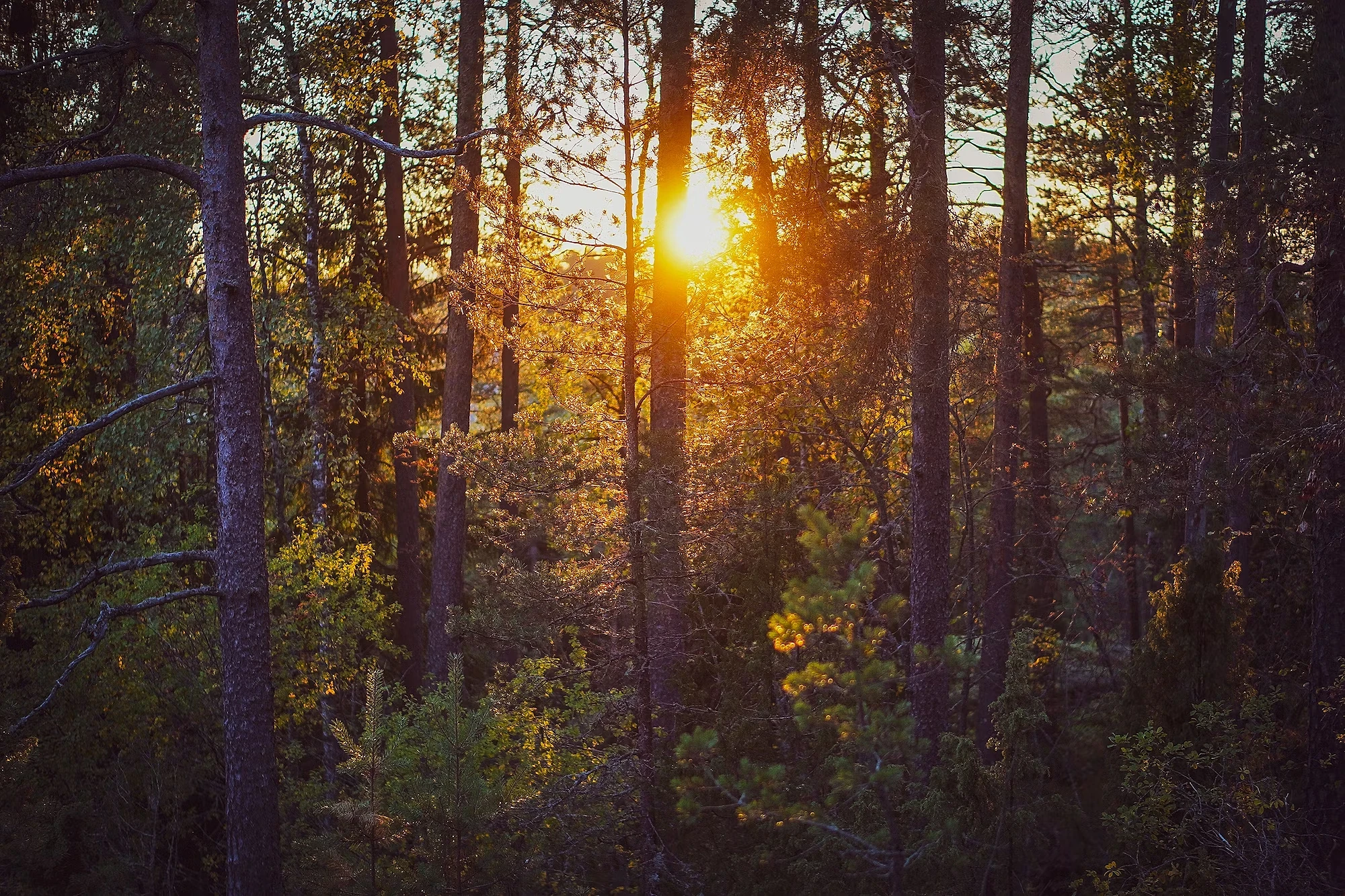 4 Seasons in Finland 4 Seasons in Finland