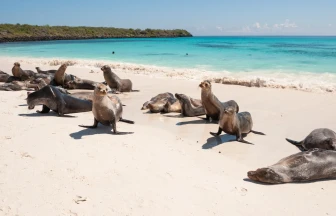  Gay Group Trip: Galápagos Expedition
