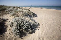 Playa de l'Arbre del Gos