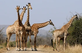 Viagem em grupo gay: Safari de luxo na África