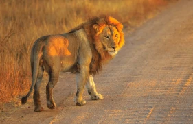 Viagem em grupo gay: Safari de luxo na África