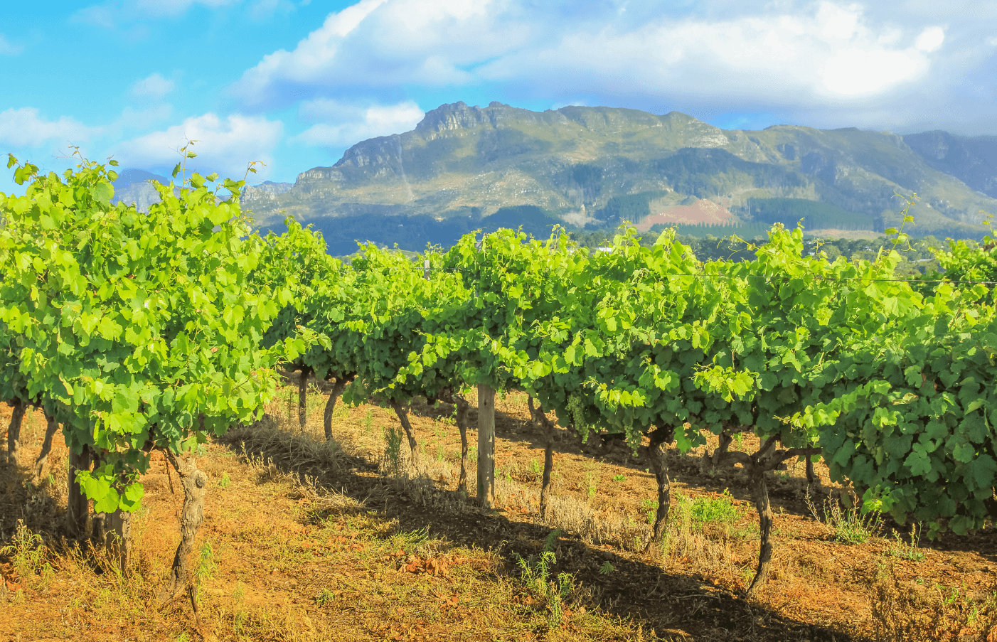 Day 4: Cape Winelands