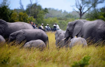Day 7: Sabi Sands Day 7: Sabi Sands