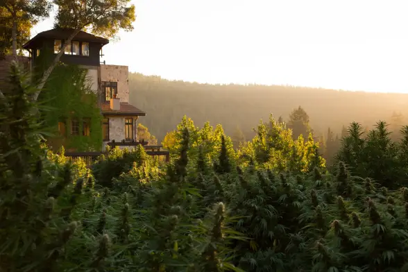 California’s Cannabis Trail