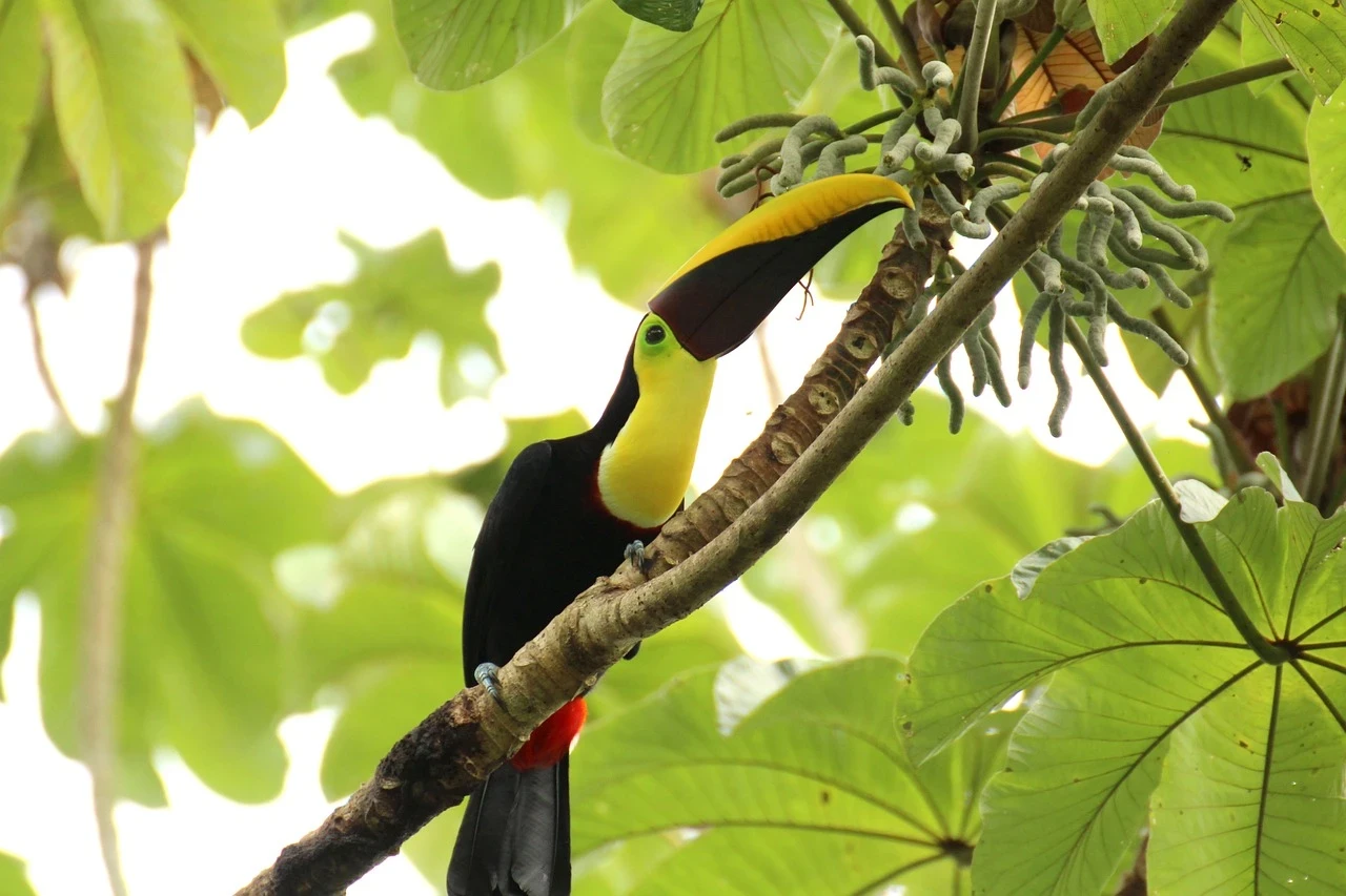 Manuel Antonio