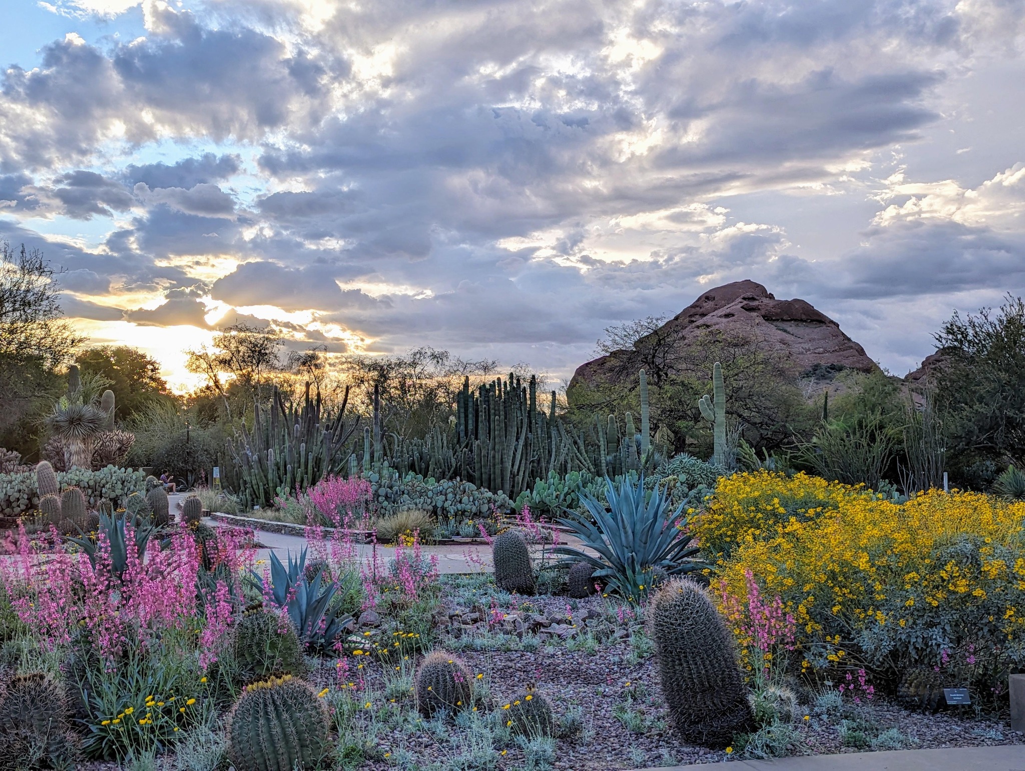 Desert Botanical Garden