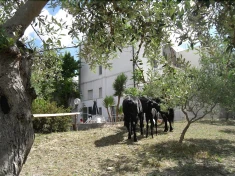 Le Sorbole