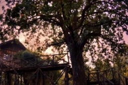 Pugdundee Safaris: escondite en la casa del árbol