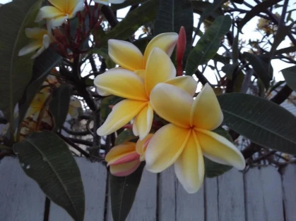 The Laureate Key West