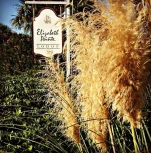 Elizabeth Pointe Lodge