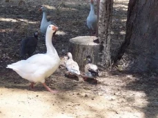 Loose Goose Chalets