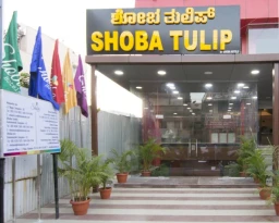 Shoba Tulip