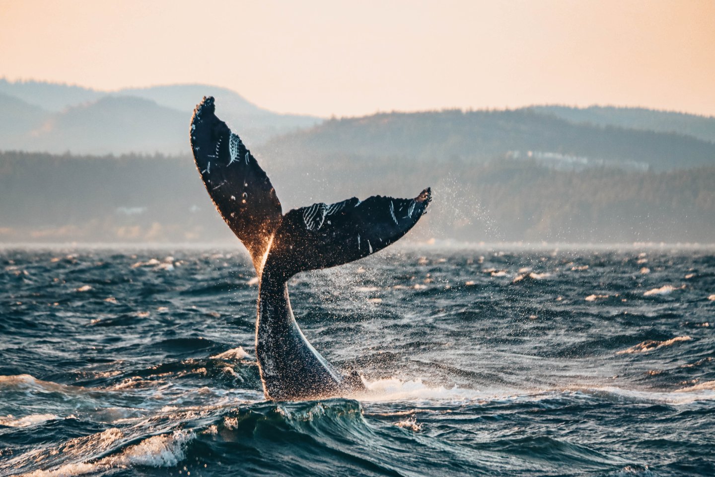 Prince of Whales Tours Victoria