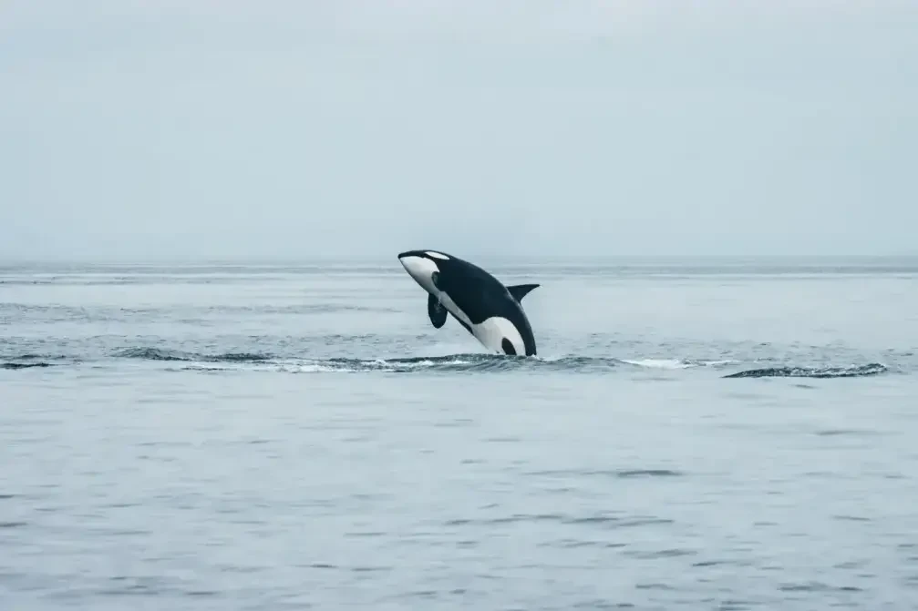 Prince of Whales Tours Victoria