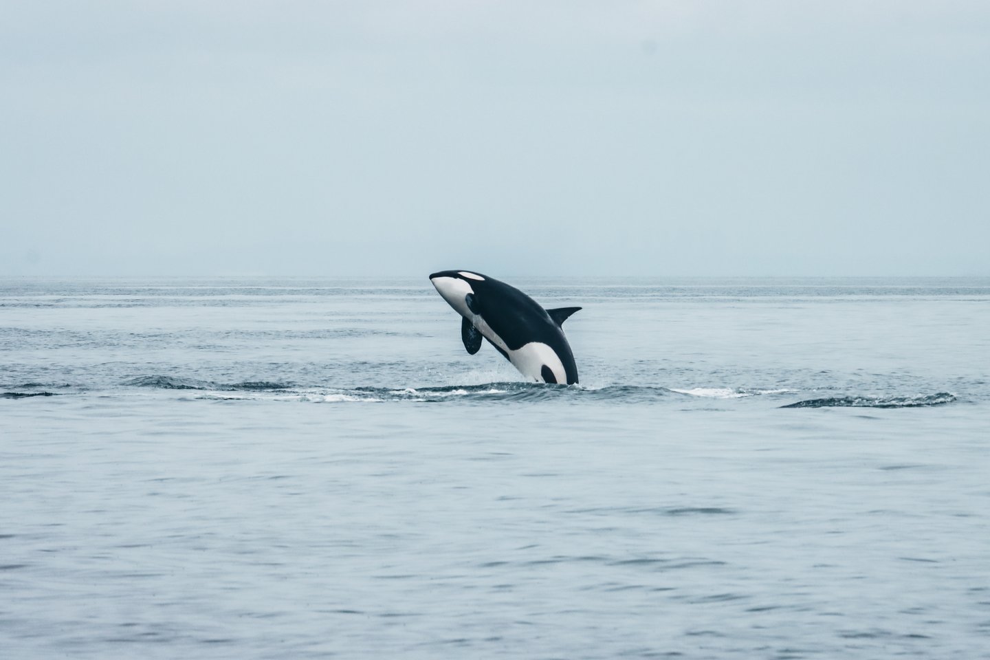 Prince of Whales Tours Victoria