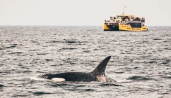 Prince des Baleines Tours Victoria