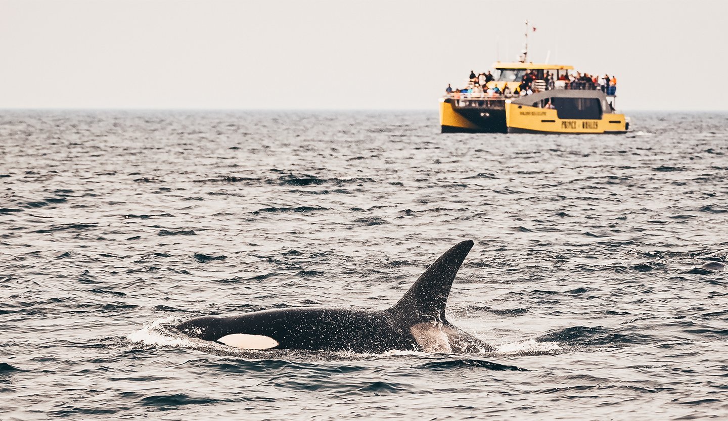 Prince of Whales Tours Victoria