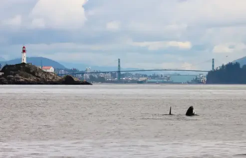 Prince of Whales Tours Vancouver