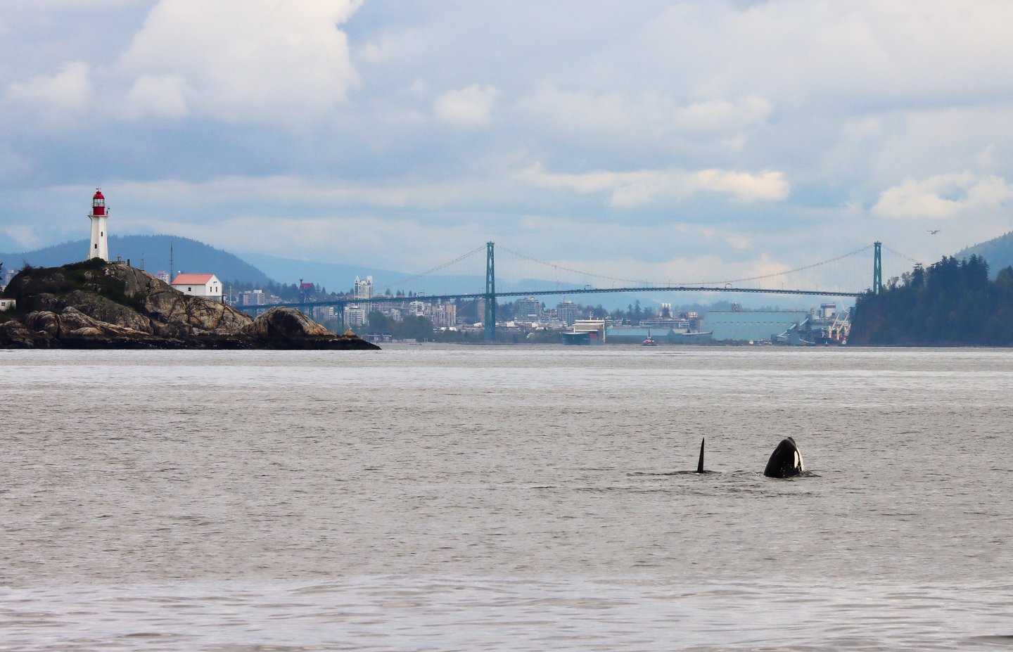 Prince des Baleines Tours Vancouver