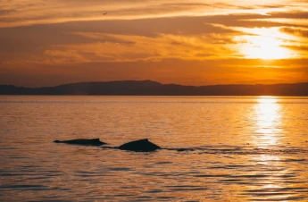 Prince of Whales Tours Vancouver