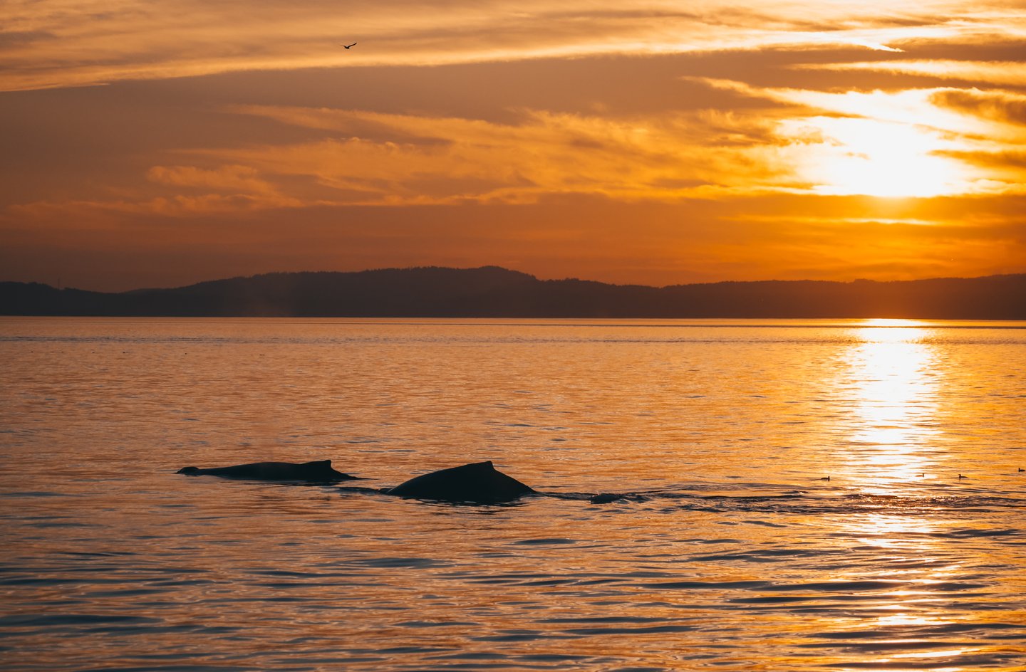 Prince des Baleines Tours Vancouver