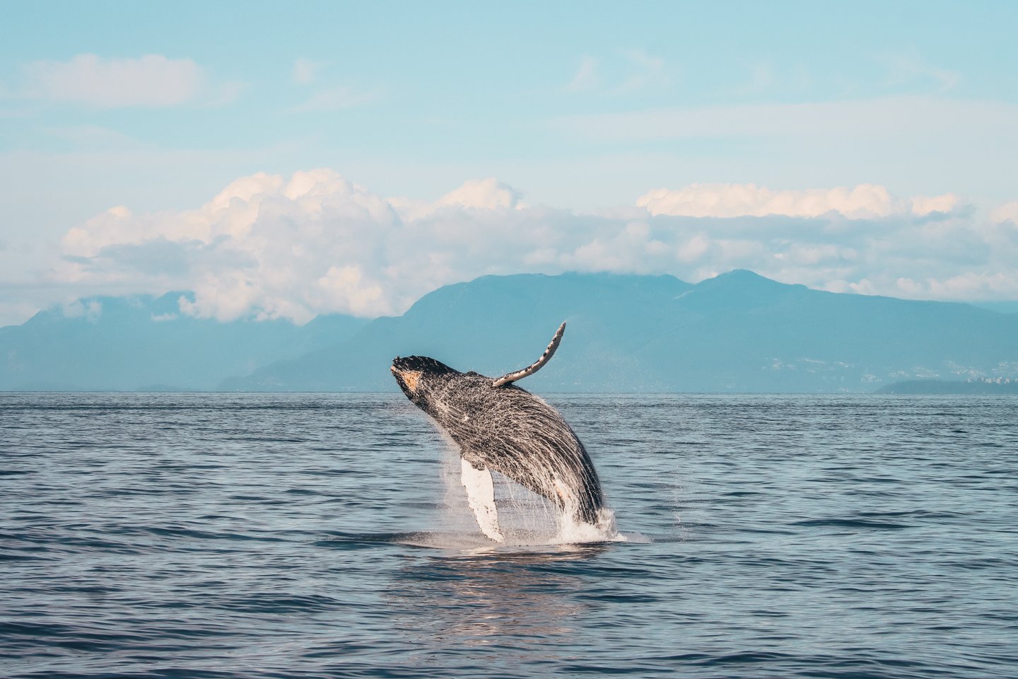 Prince des Baleines Tours Vancouver